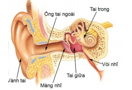Tai – mũi – họng ( viêm a-mi- đan, viêm tai giữa, viêm xoang, dị ứng đường hô hấp)